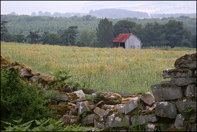 cabin in the clearing