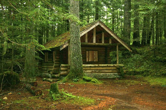 cabin in the forest