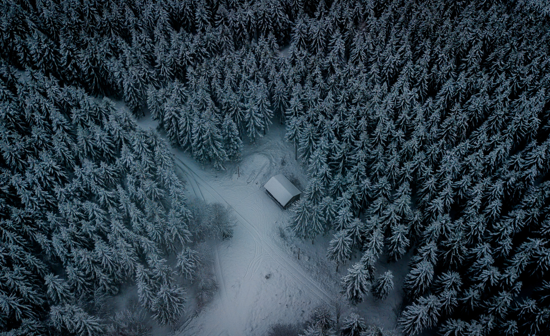 cabin in the woods