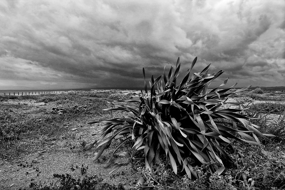 CABO DE GATA de Gianni Boradori 