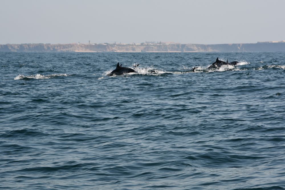 Cabo de São Vicente -  follow the dolphins