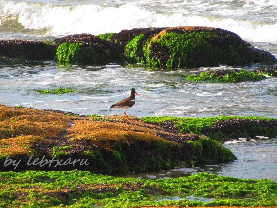 CABO POLONIO SEABIRD