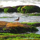 CABO POLONIO SEABIRD