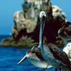 Cabo San Lucas, MX - 1988