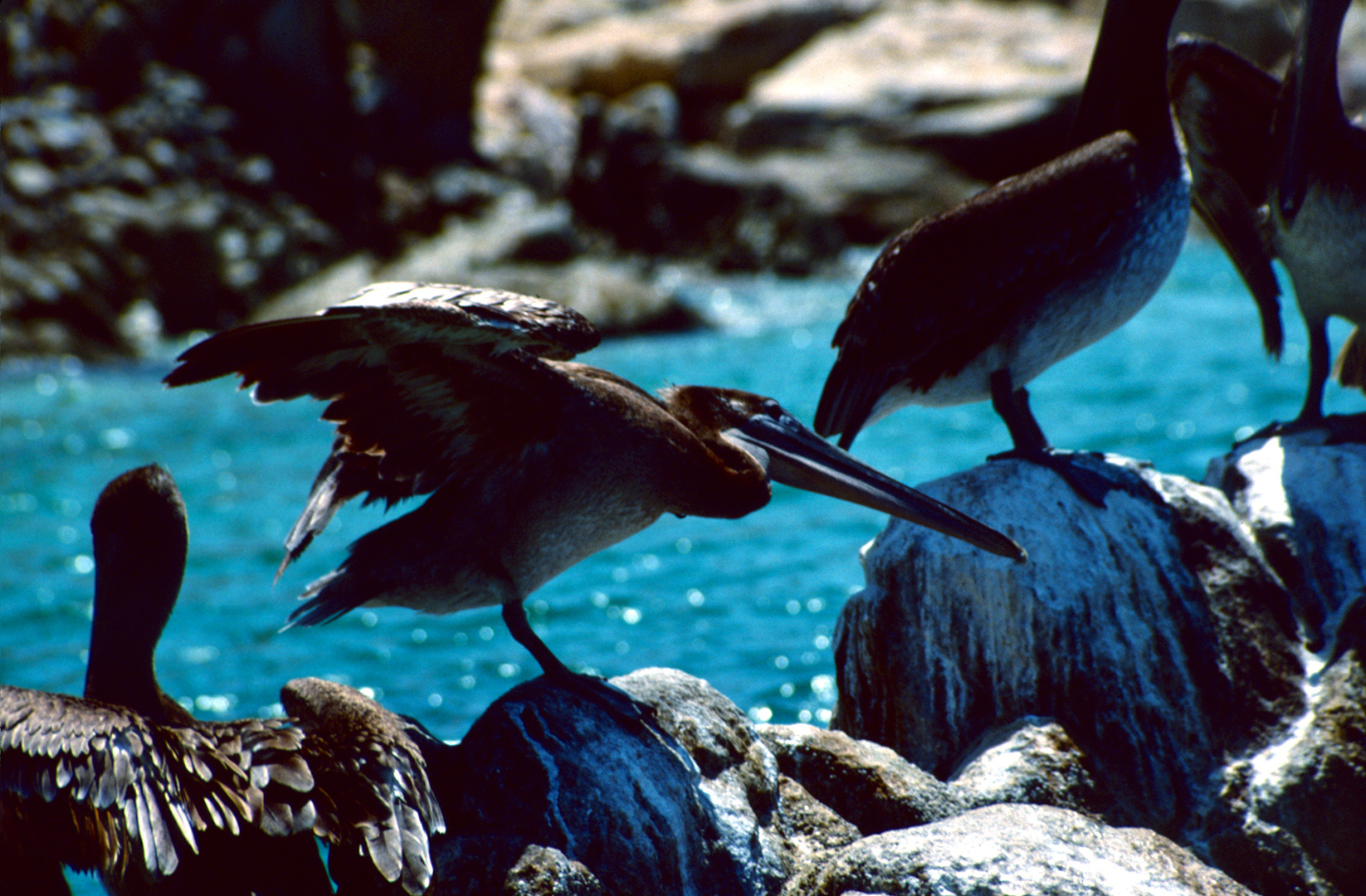 Cabo San Lucas, MX - 1988