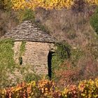 Cabote dans les Vignes 