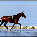 CABOURG - 13 - 