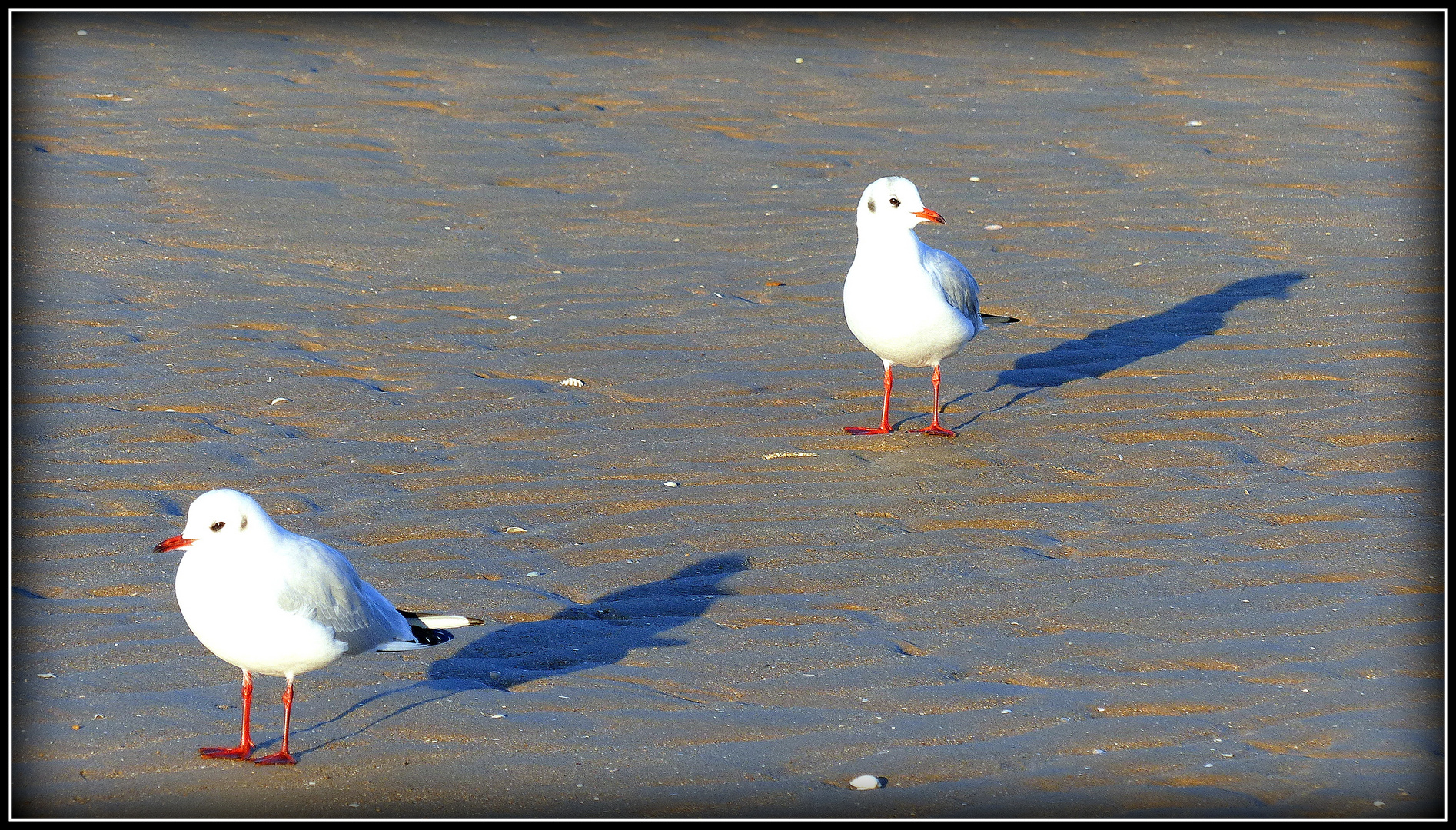 CABOURG - 15 - 