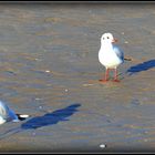 CABOURG - 15 - 