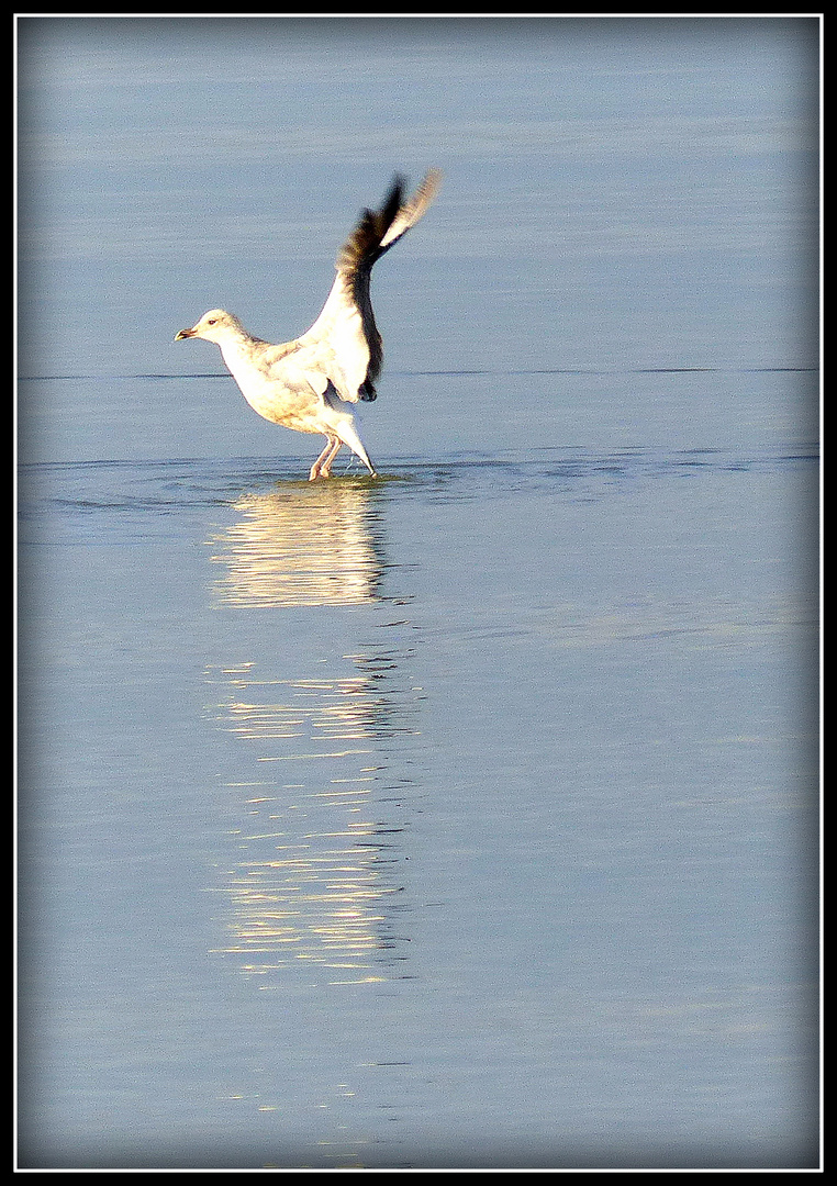 CABOURG - 18 - 