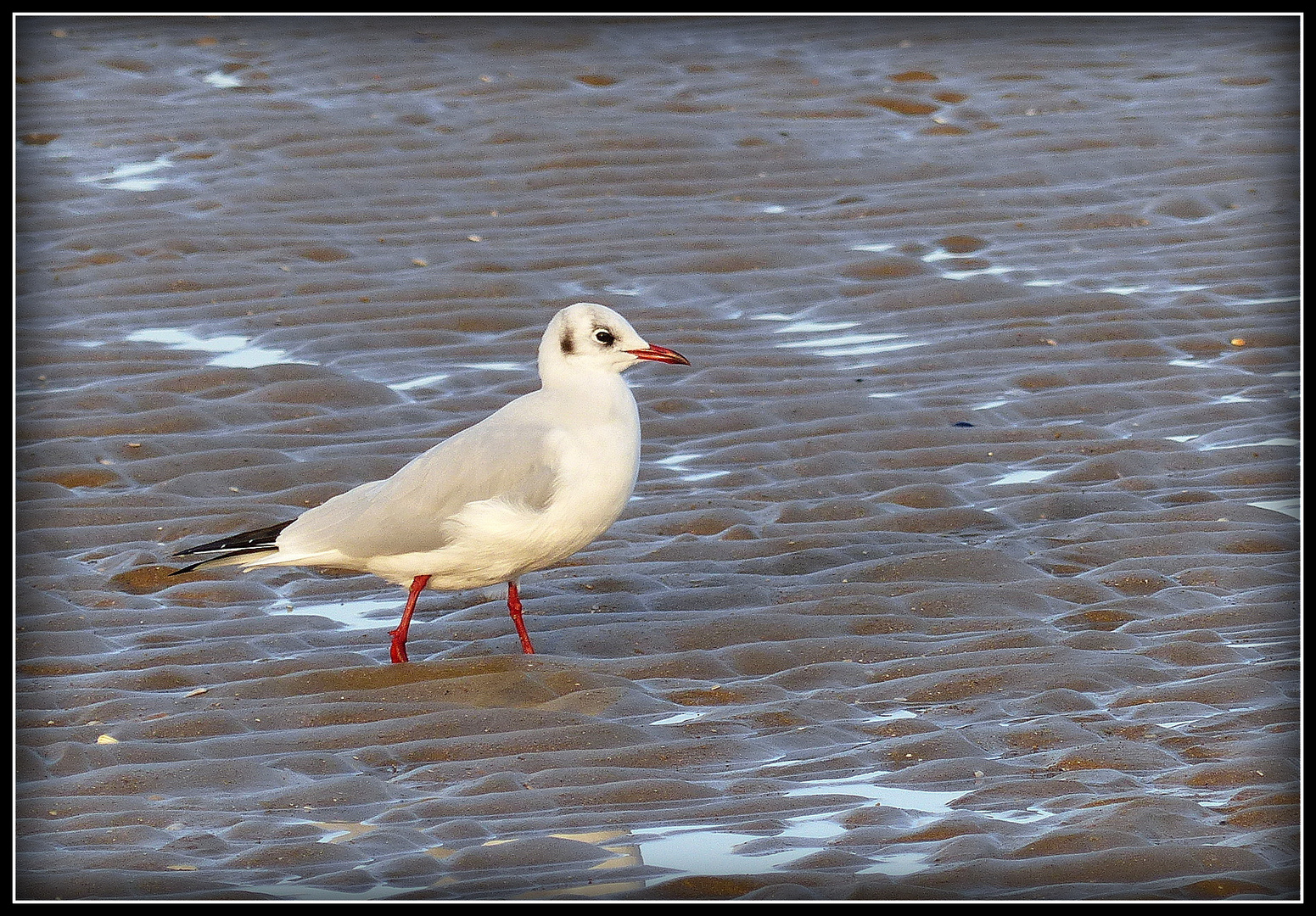 CABOURG - 21 - 