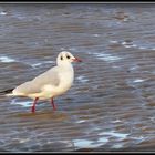 CABOURG - 21 - 