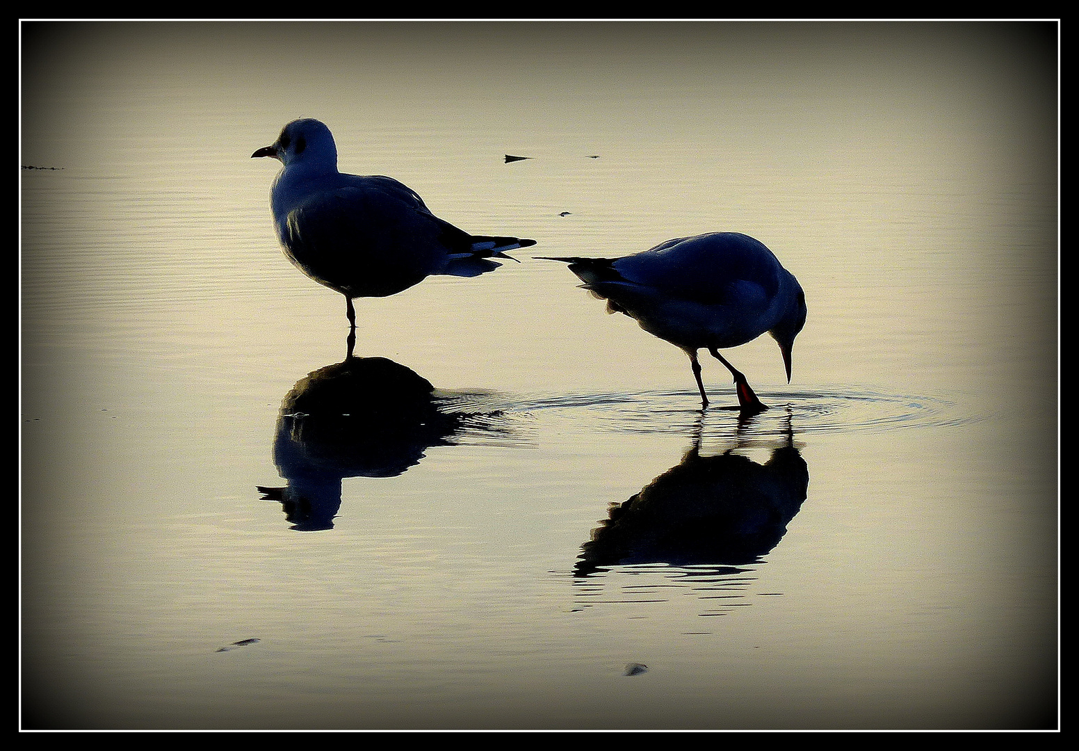 CABOURG - 26 - 