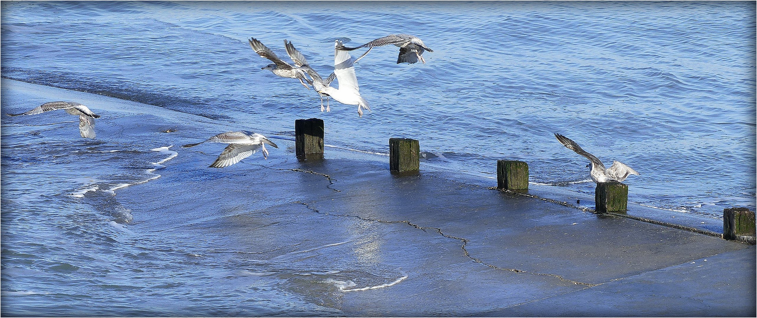 CABOURG - 7 - 