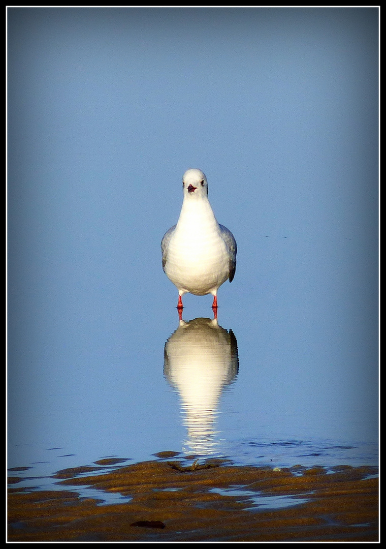 CABOURG - 9 - 