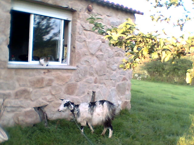 cabra casa y naturaleza