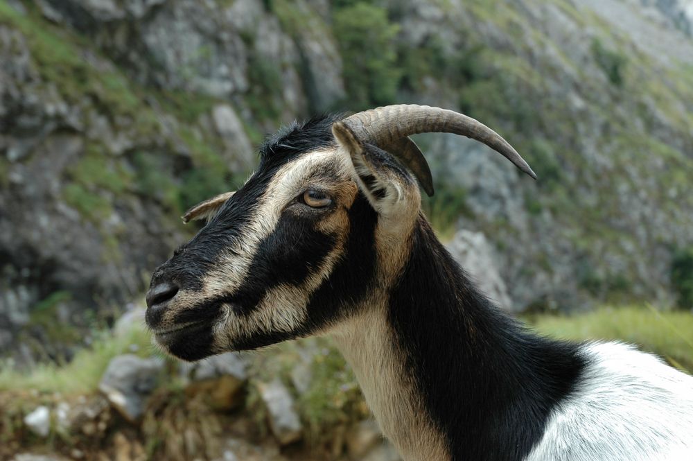 Cabra de Bulnes