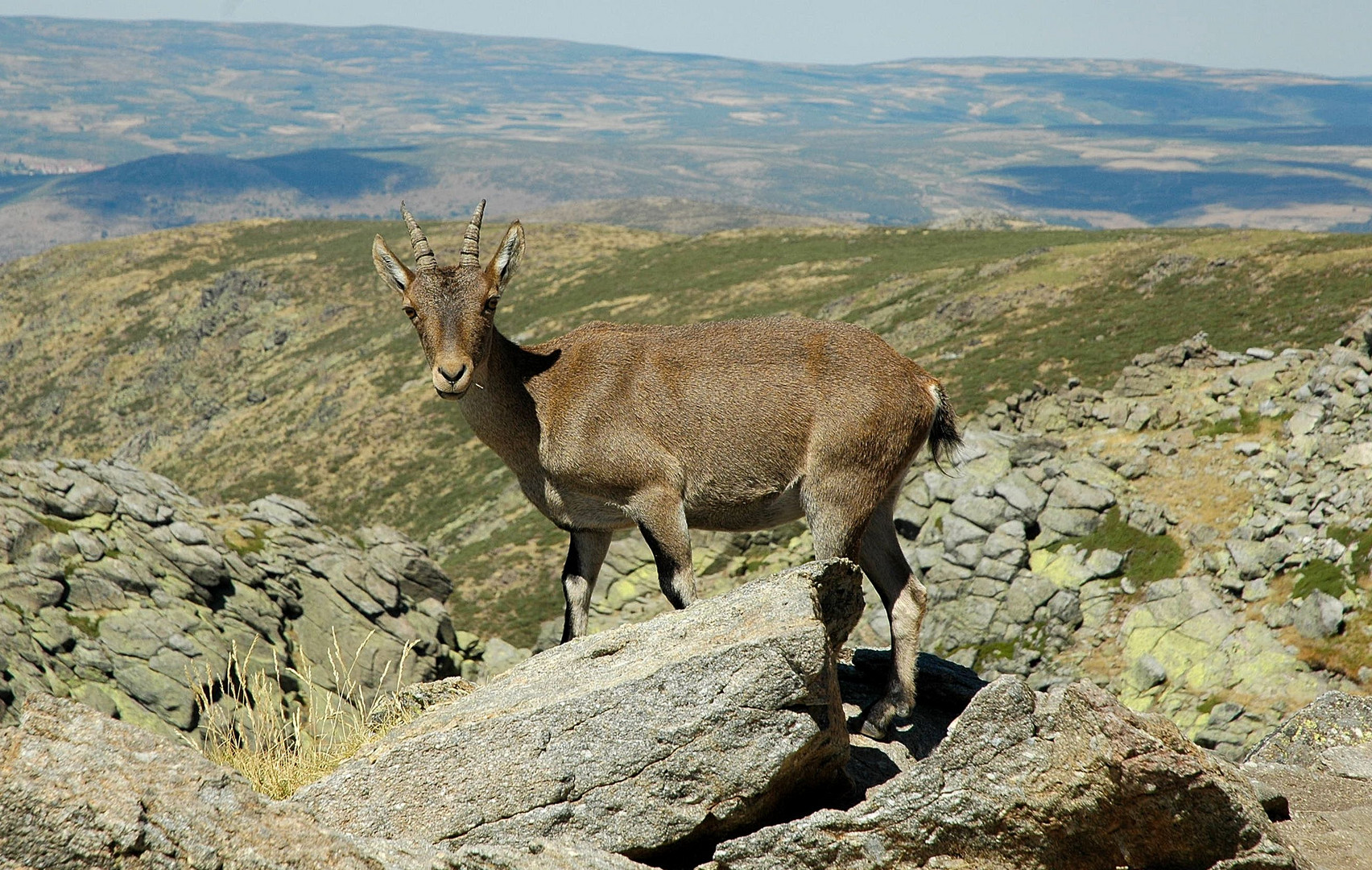 Cabra de Gredos