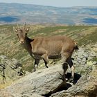 Cabra de Gredos