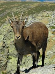 Cabra de Gredos