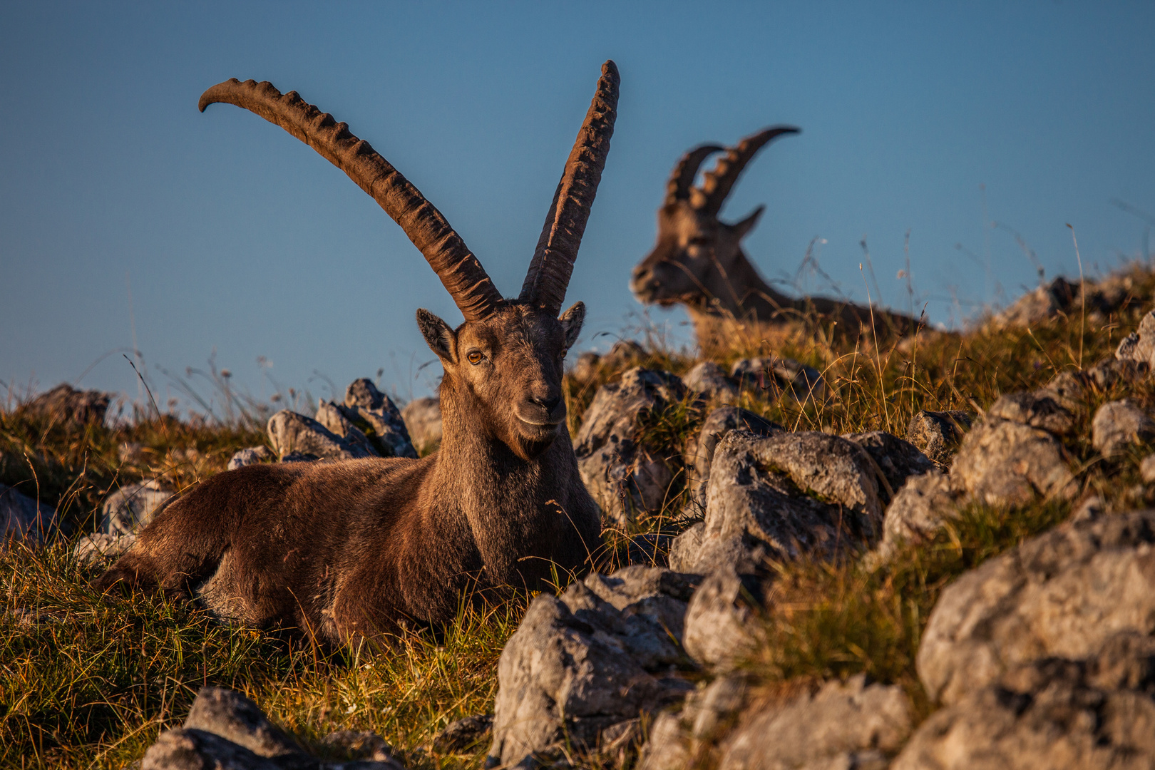 CABRA IBEX