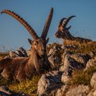 CABRA IBEX