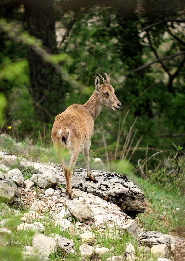 Cabra montesa