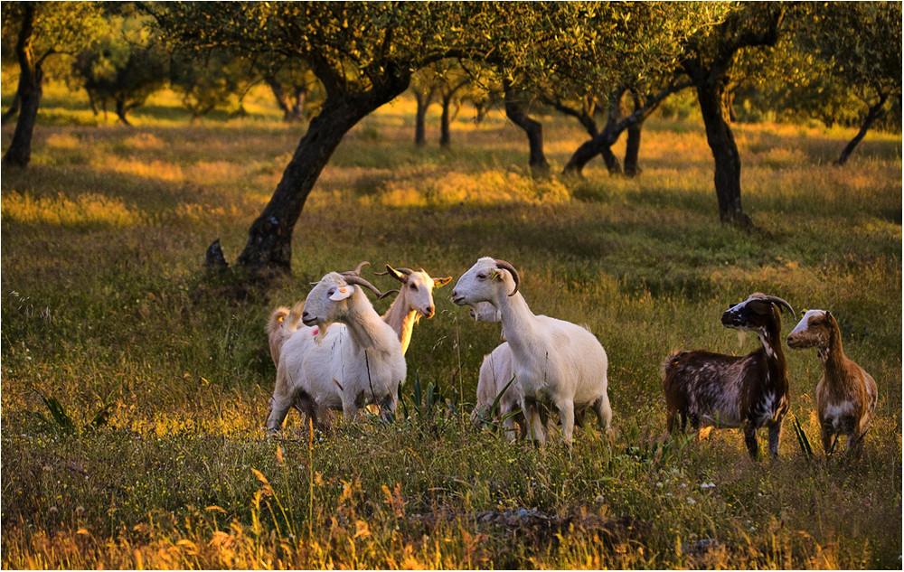 ! CABRAS !