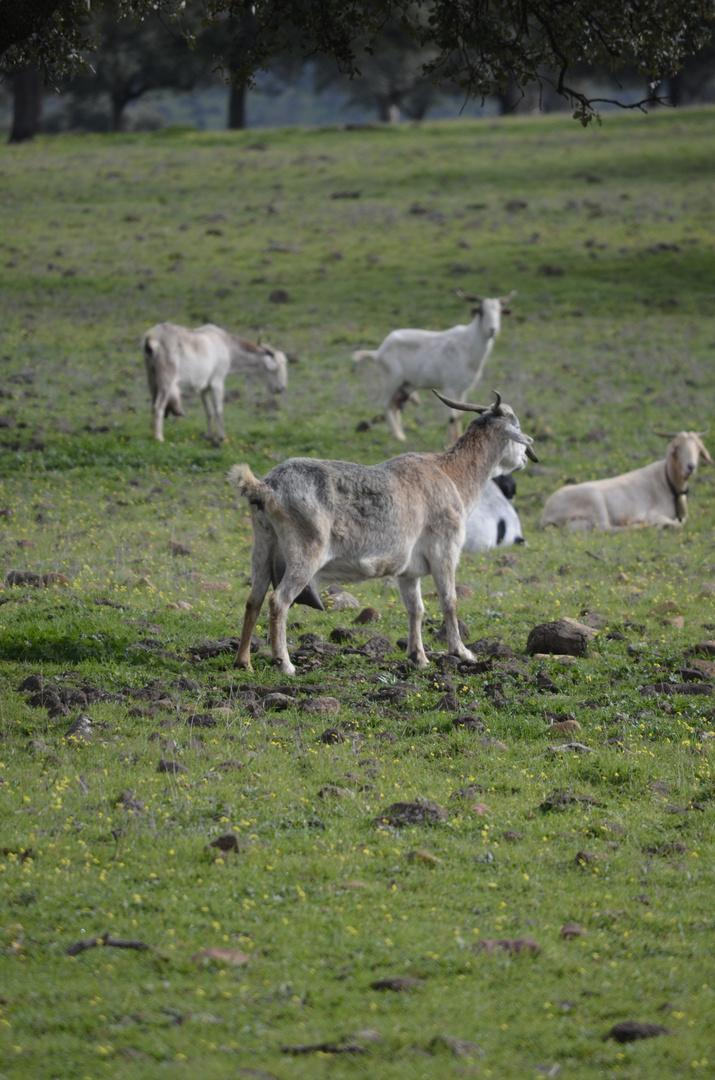 Cabras