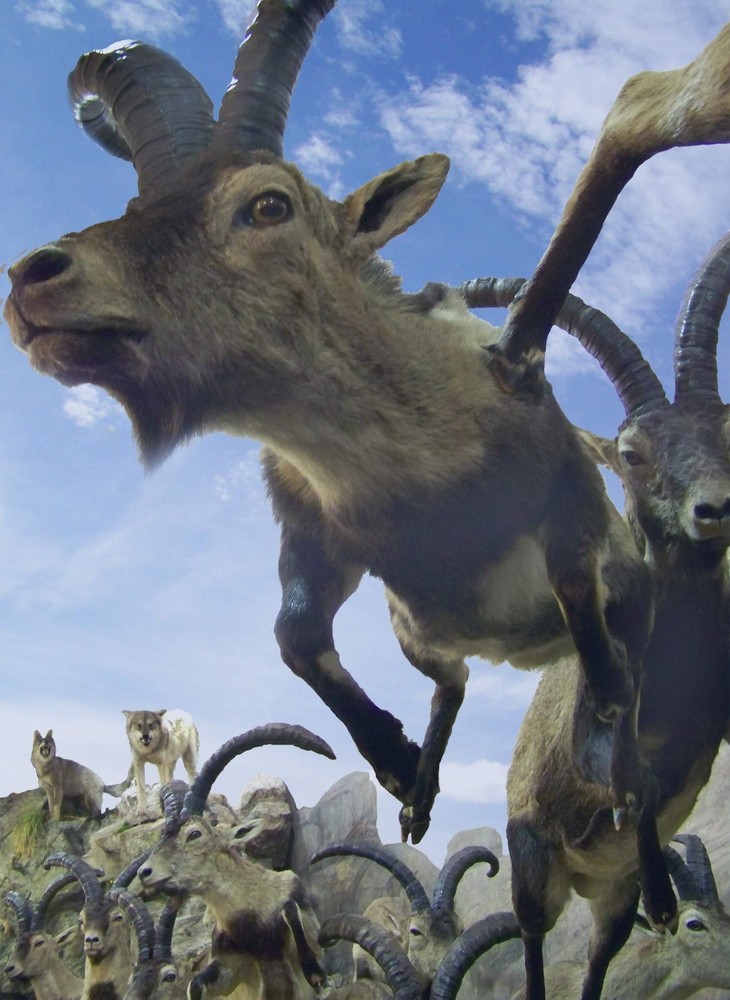 Cabras a la carrera