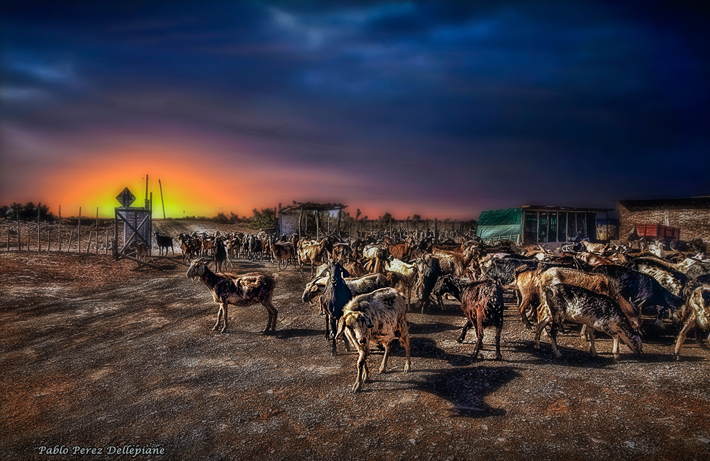 Cabras al atardecer