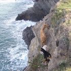 CABRAS AL BORDE DEL ACANTILADO