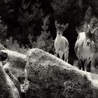 Cabras en la Pedriza