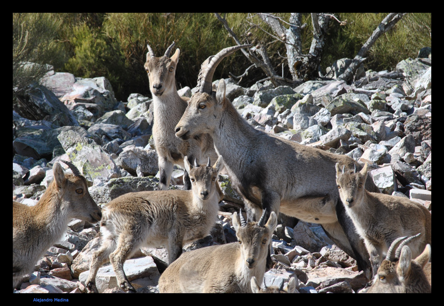 Cabras Montesas.