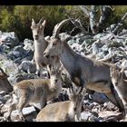 Cabras Montesas.