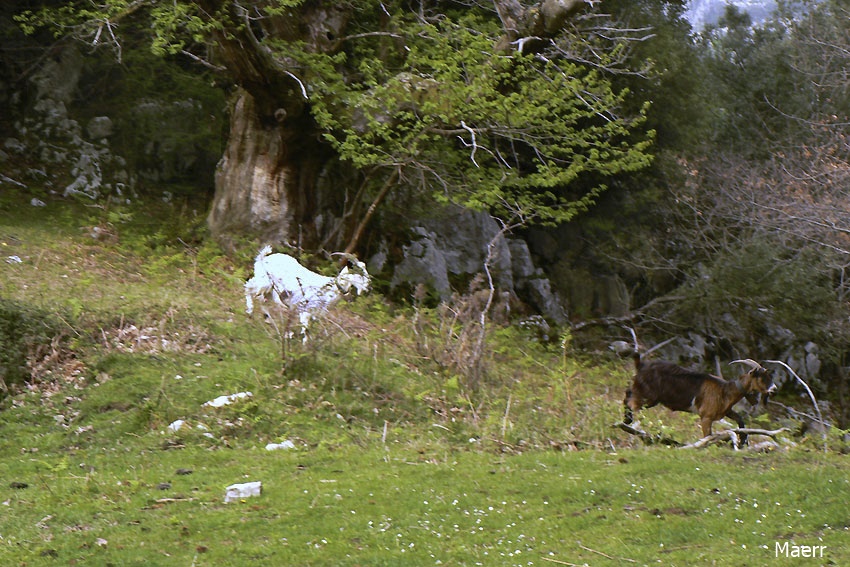 Cabras montesas. Picos de Europa.