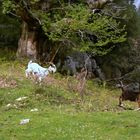 Cabras montesas. Picos de Europa.