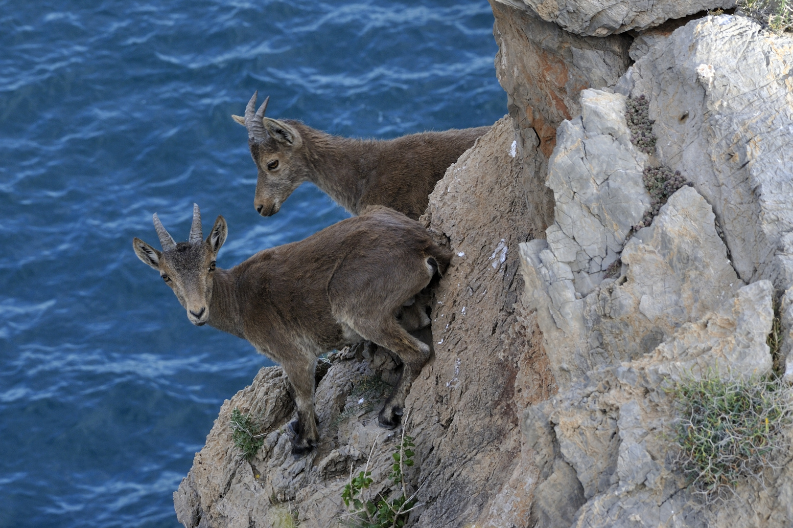 Cabras Monteses