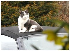 Cabriolet-Katze