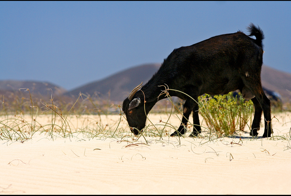 cabrito