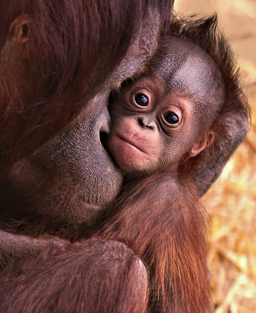 Cabu, Kölner Zoo