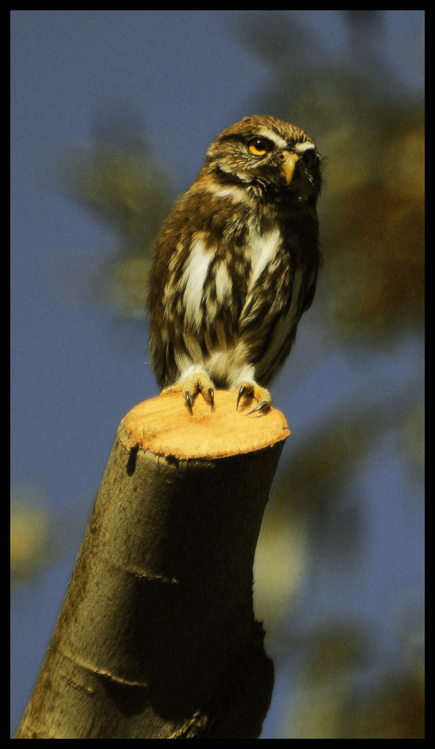 Cabure Grande (Austral Pygmy-Owl)