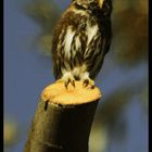 Cabure Grande (Austral Pygmy-Owl)