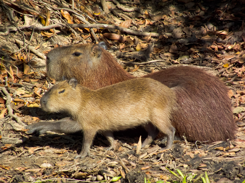 Cabybara oder Wasserschwein