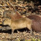 Cabybara oder Wasserschwein