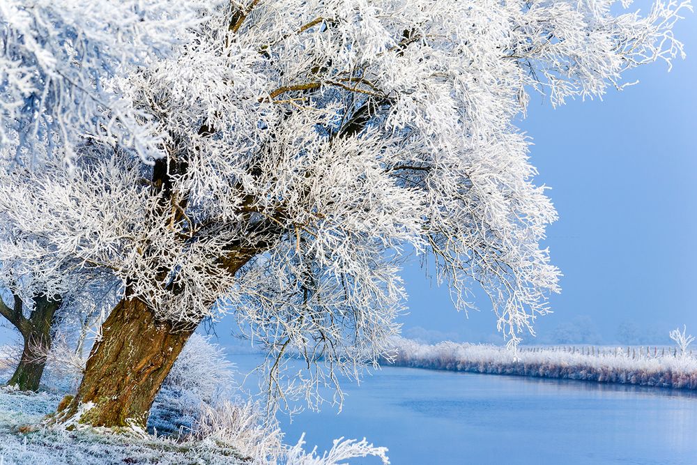 Mein Freund der Baum von Maren Arndt