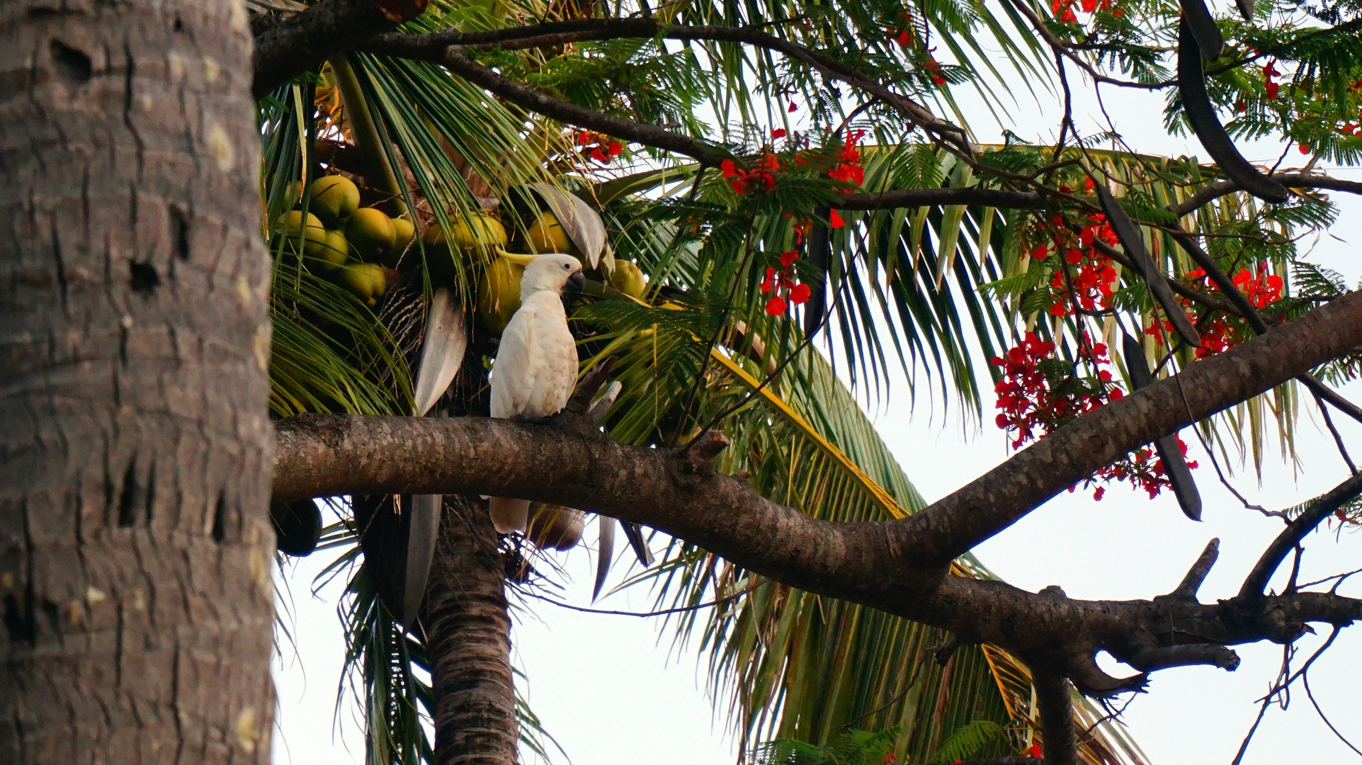 Cacadoo between Coconuts