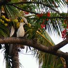 Cacadoo between Coconuts