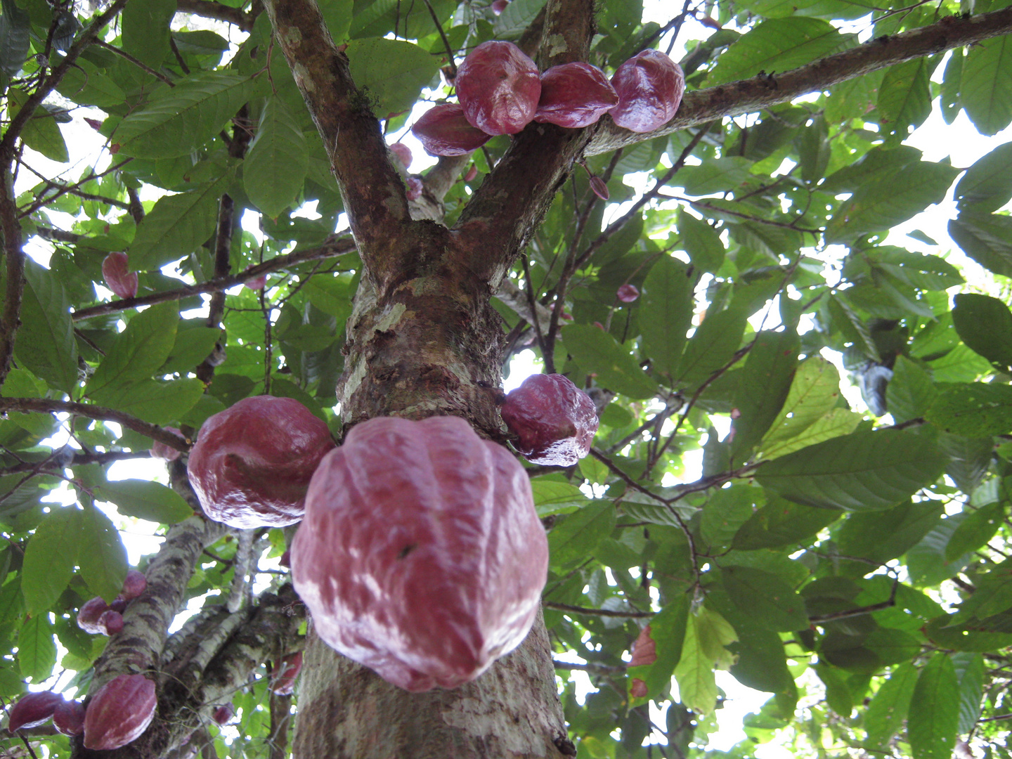 CACAO