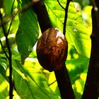 Cacao auf Guadeloupe